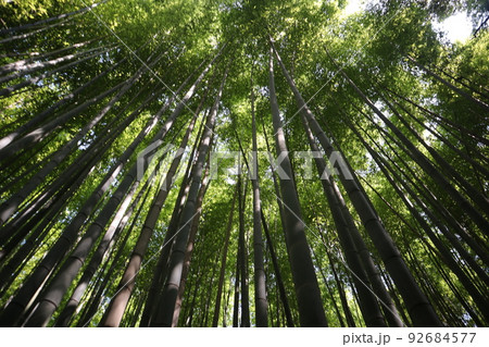こもれ陽感じる緑の葉の竹の竹林を見上げた風景 こもれ陽感じる緑の葉の竹の竹林を見上げた風景 92684577