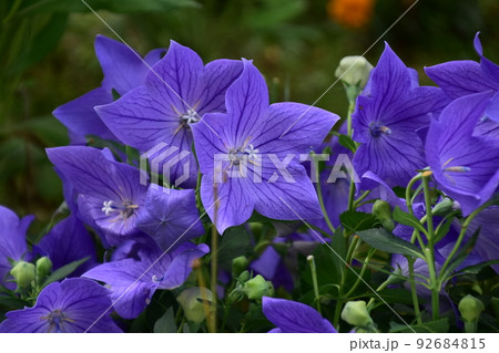 お花 キキョウ開花 お花 キキョウ開花 92684815
