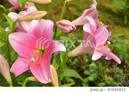 お花 ゆり開花 お花 ゆり開花 92684833