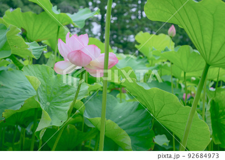 そっと咲く蓮の花 92684973