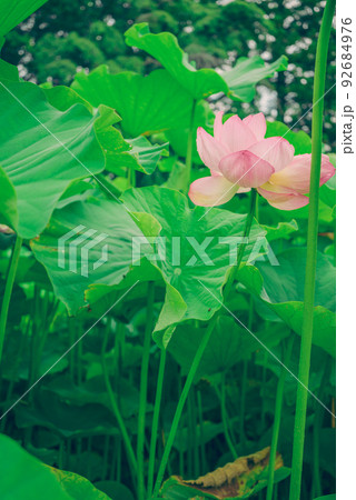 そっと咲く蓮の花 そっと咲く蓮の花 92684976
