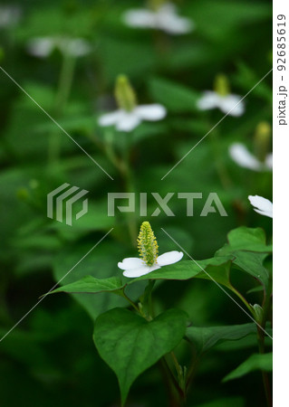 ドクダミの花 92685619