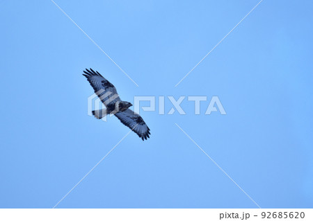 上空で羽を広げるケアシノスリ 92685620