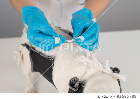 A doctor puts a blanket on a Jack Russell Terrier dog after a surgical operation. 92685789