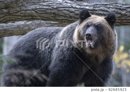 倒木の前の大きなヒグマ 92685925