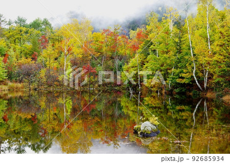 朝霧を背景にした乗鞍高原まいめの池の紅葉 Ver3 朝霧を背景にした乗鞍高原まいめの池の紅葉 Ver3 92685934