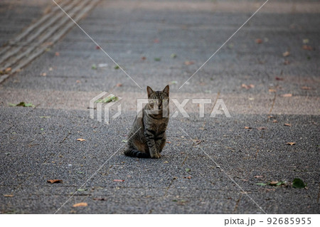 EOS5D.広島市内、不思議そうなシバトラ。 92685955