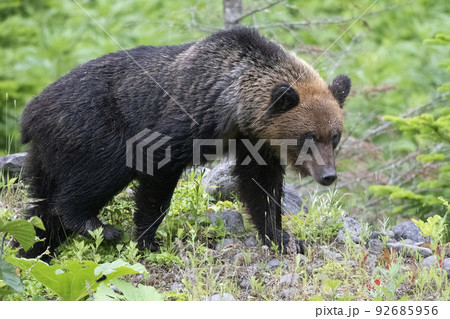 ちょっと臆病なヒグマ 92685956