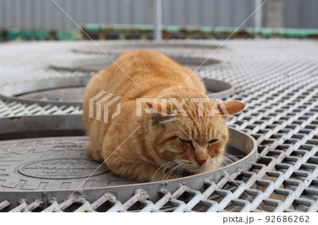 野良猫 野良猫 92686262