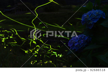 ホタルの里　天野　紫陽花とホタル　和歌山県伊都郡かつらぎ町 92686518
