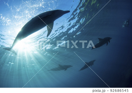 イルカの群れと太陽光 イルカの群れと太陽光 92686545
