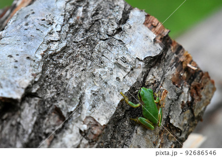 アマガエル 92686546