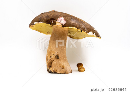 Boletus edulis, king bolete isolated on white background. Close up. Wild forest Mushroom. 92686645
