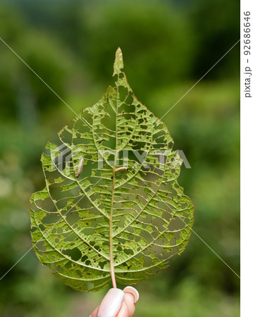 image of an actinidia leaf with holes eaten by caterpillars, two caterpillars eat the leaf 92686646
