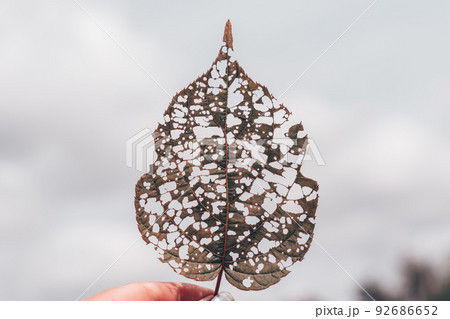 isolated image of an actinidia leaf with holes eaten by caterpillars isolated image of an actinidia leaf with holes eaten by caterpillars 92686652