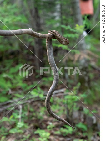 Gloydius halys on a stick in the forest Gloydius halys on a stick in the forest 92686653