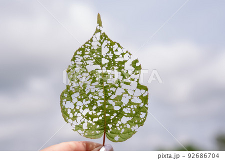 isolated image of an actinidia leaf with holes eaten by caterpillars isolated image of an actinidia leaf with holes eaten by caterpillars 92686704