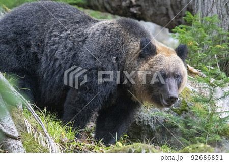 脂肪を蓄えたヒグマ 92686851