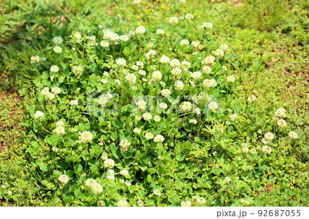 シロツメクサの花 92687055