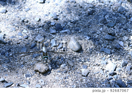 木陰で休む塩辛蜻蛉 92687067