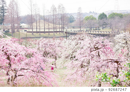 於大公園の梅 92687247