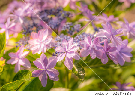 モーニング紫陽花。 92687335