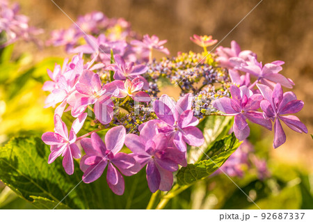 モーニング紫陽花。 92687337