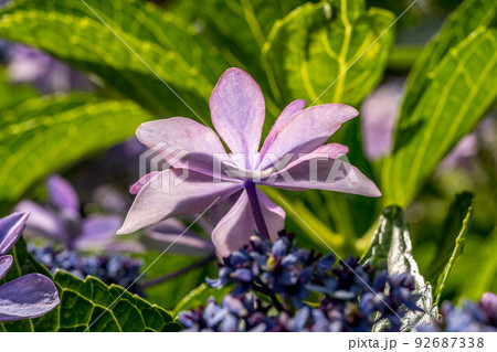 モーニング紫陽花。 92687338
