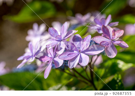 モーニング紫陽花。 92687355