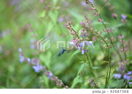 幸せを呼ぶ青い蜂・ブルービー(ナミルリモンハナバチ) 幸せを呼ぶ青い蜂・ブルービー(ナミルリモンハナバチ) 92687368