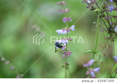幸せを呼ぶ青い蜂・ブルービー（ナミルリモンハナバチ） 92687369