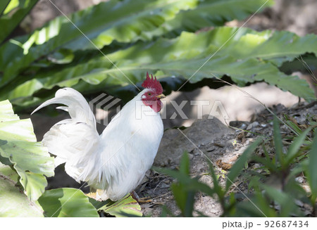 A white bantam walks in the garden forest. 92687434