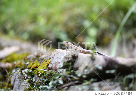 夏のニホントカゲ(日本蜥蜴) 夏のニホントカゲ(日本蜥蜴) 92687484