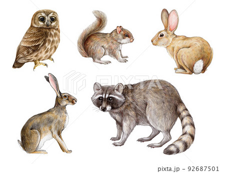Hand drawn forest animals set. Realistic raccoon, squirrel, bunny, rabbit, owl illustrations. Wildlife forest and park cute animal set on white background 92687501