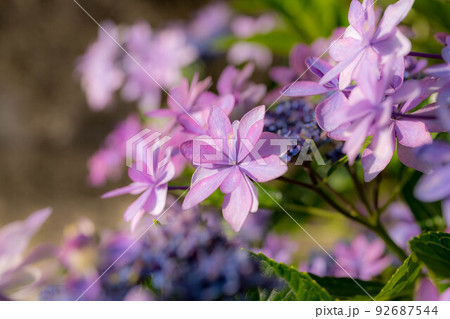 モーニング紫陽花。 92687544