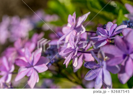 モーニング紫陽花。 モーニング紫陽花。 92687545