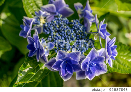 モーニング紫陽花。 92687843