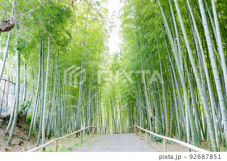 於大公園の竹林の小径 92687851