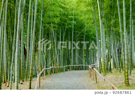 於大公園の竹林の小径 92687861