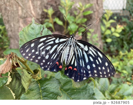 アカボシゴマダラ(蝶)(外来種)(千葉県)(船橋市) アカボシゴマダラ(蝶)(外来種)(千葉県)(船橋市) 92687905