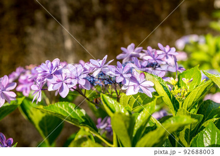 モーニング紫陽花。 92688003