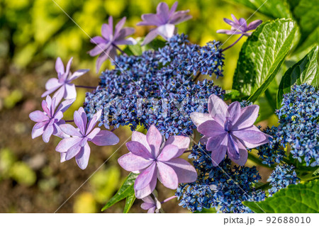 モーニング紫陽花。 92688010