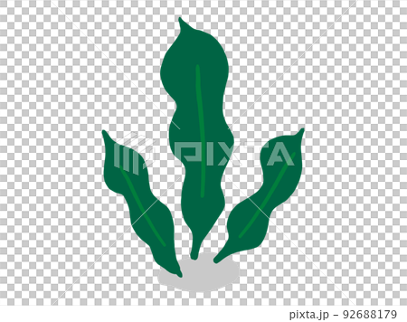 Cute seaweed konbu / hand-drawn illustration material 92688179