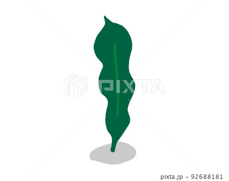 かわいい海藻のこんぶ/手描きイラスト素材 かわいい海藻のこんぶ/手描きイラスト素材 92688181