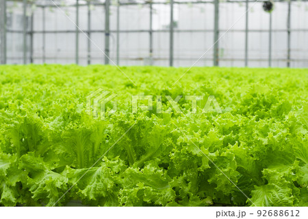 Greenhouse plantation with lettuce greenery. Concept for industrial agriculture. Rows of Plant Cultivated Inside a Large Greenhouse Building. Eco farming business. Cultivate and Selection. 92688612