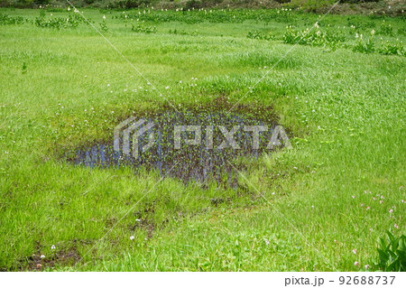 夏の八幡平はお花畑 湿原 夏の八幡平はお花畑 湿原 92688737