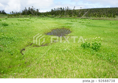 夏の八幡平はお花畑 湿原 夏の八幡平はお花畑 湿原 92688738
