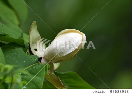 ホウノキ ホウノキ 92688918