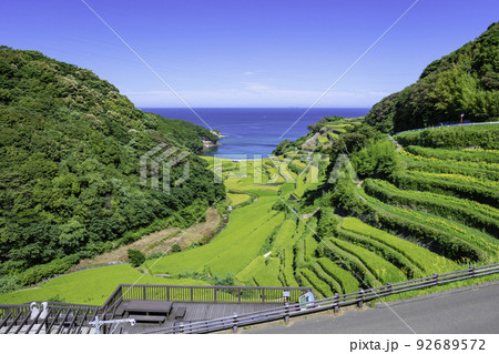 風に揺れる稲穂が美しい浜野浦の棚田(佐賀県玄海町) 風に揺れる稲穂が美しい浜野浦の棚田(佐賀県玄海町) 92689572