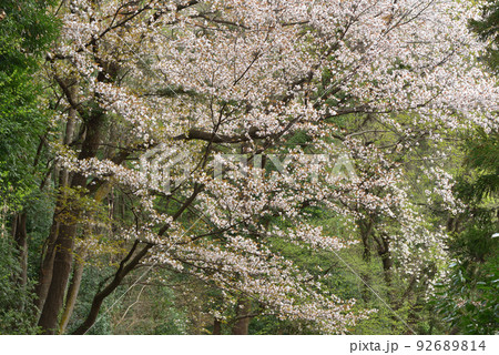 山桜 92689814